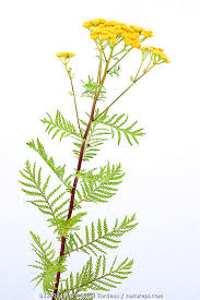 Attēlu rezultāti vaicājumam “Tanacetum vulgare”