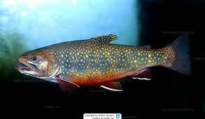 Image result for Salvelinus alpinus taranetzi