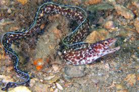 Image result for Gymnothorax moringa