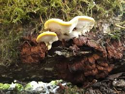 Attēlu rezultāti vaicājumam “Antrodiella serpula”