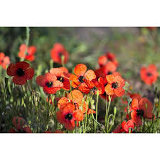 Attēlu rezultāti vaicājumam “Papaver argemone flower”