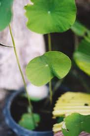 Attēlu rezultāti vaicājumam “Hydrocotyle vulgaris leaf”