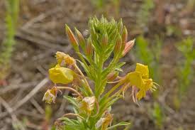 Attēlu rezultāti vaicājumam “Oenothera biennis bud”