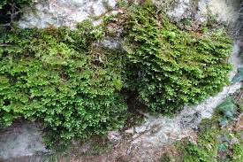 Attēlu rezultāti vaicājumam “Porella platyphylla macro”