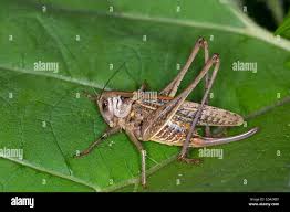 Attēlu rezultāti vaicājumam “Decticus verrucivorus nymph”