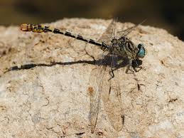 Attēlu rezultāti vaicājumam “Onychogomphus forcipatus”