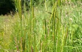 Attēlu rezultāti vaicājumam “Cynosurus cristatus fruit”