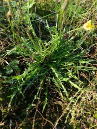 Attēlu rezultāti vaicājumam “Leontodon autumnalis  leaf”