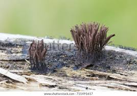 Attēlu rezultāti vaicājumam “Stemonitis sp.”