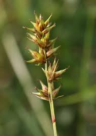 Attēlu rezultāti vaicājumam “Carex spicata”