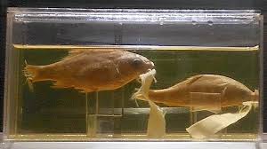 Image result for Cyprinus multitaeniatus