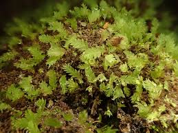 Attēlu rezultāti vaicājumam “Schistostega pennata”