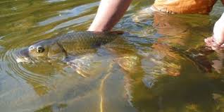 Image result for Moxostoma carinatum