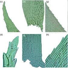 Attēlu rezultāti vaicājumam “Brachythecium rivulare sporophyte”