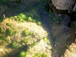 Attēlu rezultāti vaicājumam “Nostoc pruniforme”