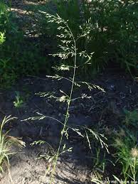 Attēlu rezultāti vaicājumam “Poa palustris leaf”