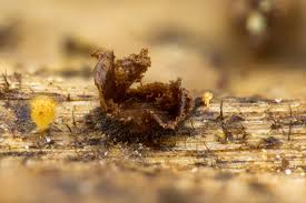 Attēlu rezultāti vaicājumam “Licea minima”