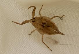 Attēlu rezultāti vaicājumam “Nepa cinerea nymph”