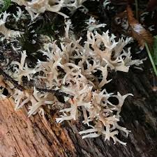 Attēlu rezultāti vaicājumam “Lentaria sp.”