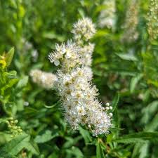 Attēlu rezultāti vaicājumam “Spiraea”