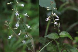Attēlu rezultāti vaicājumam “Circaea lutetiana flower”