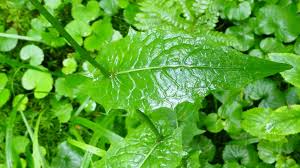 Attēlu rezultāti vaicājumam “Crepis paludosa leaf”