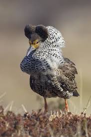 Attēlu rezultāti vaicājumam “Philomachus pugnax”