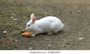 Attēlu rezultāti vaicājumam “Leporida”