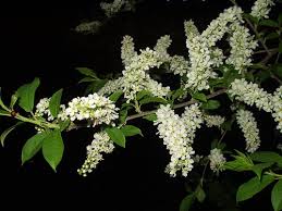 Attēlu rezultāti vaicājumam “Padus avium flower”