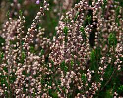 Attēlu rezultāti vaicājumam “Calluna vulgaris fruit”
