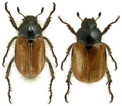 Attēlu rezultāti vaicājumam “Phyllopertha horticola”