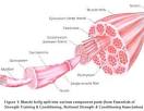Muscle Anatomy &amp; Physiology