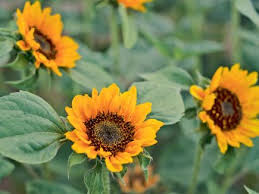 Image result for Sonnenblume