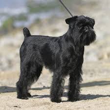 Image result for brüsseler giffon