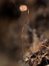 Attēlu rezultāti vaicājumam “Cribraria languescens”