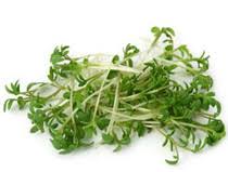 Image result for Gartenkresse