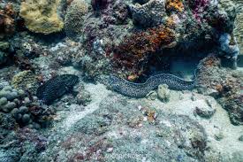 Image result for Gymnothorax moringa