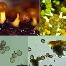 Attēlu rezultāti vaicājumam “Arcyria cinerea stalked”