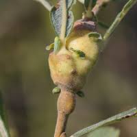 Attēlu rezultāti vaicājumam “Rabdophaga salicis”
