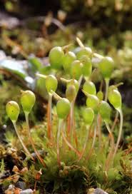 Attēlu rezultāti vaicājumam “Atrichum flavisetum sporophyte”