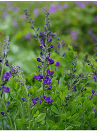 Attēlu rezultāti vaicājumam “Leucojum vernum var. carpathicum”