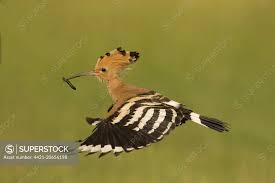 Attēlu rezultāti vaicājumam “Upupa epops”