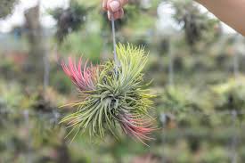 Image result for tillandsia umbellata