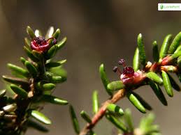 Attēlu rezultāti vaicājumam “Empetrum nigrum flower”