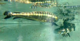Image result for Coryphaena hippurus