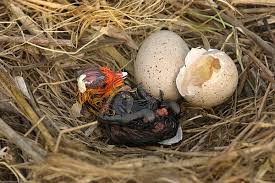 Attēlu rezultāti vaicājumam “Fulica atra eggs”