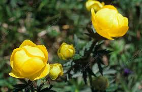 Attēlu rezultāti vaicājumam “Trollius europaeus flower”