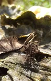 Attēlu rezultāti vaicājumam “Symphytocarpus impexus plasmodium”