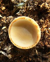 Attēlu rezultāti vaicājumam “Humaria hemisphaerica”