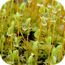 Attēlu rezultāti vaicājumam “Plagiomnium cuspidatum sporophyte”